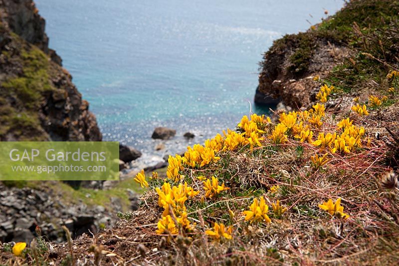 Genista tinctoria ssp littoralis - Prostrate form of Dyer's Greenweed growing on cliffs at the Lizard. 