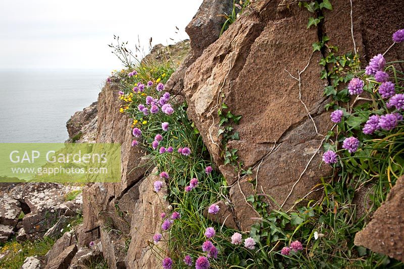 Allium schoenoprasum - Wild Chives growing on cliffs near the Lizard Peninsula, Cornwall. 