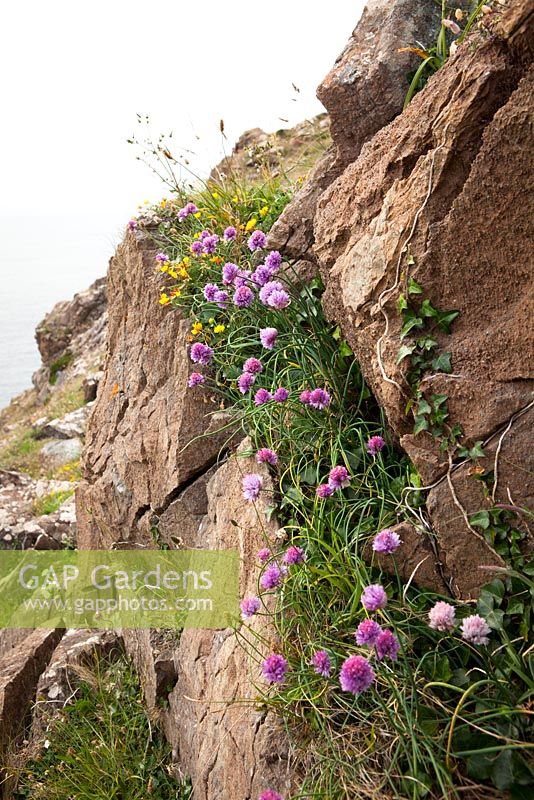 Allium schoenoprasum - Wild Chives growing on cliffs near the Lizard Peninsula, Cornwall. 