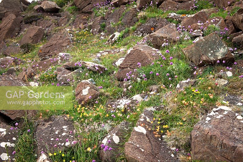 Wildflowers growing on cliffs at The Lizard Peninsula, Cornwall
