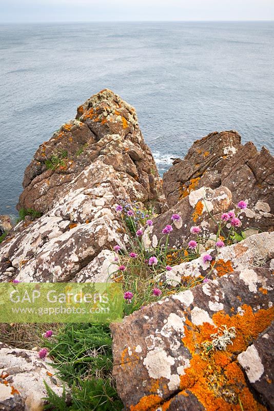 Allium schoenoprasum - Wild Chives growing on cliffs near The Lizard Peninsula, Cornwall. 