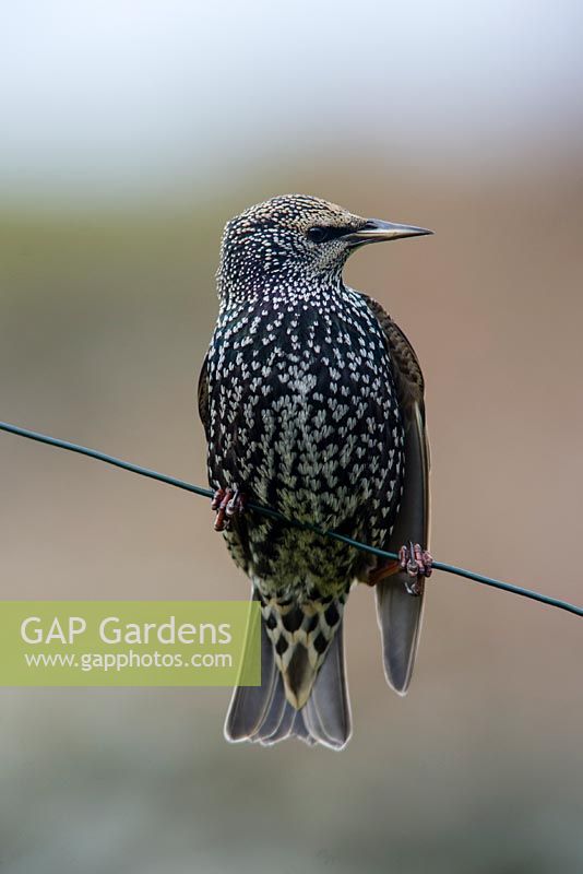 Starling - sturnus vulgaris, on garden wire