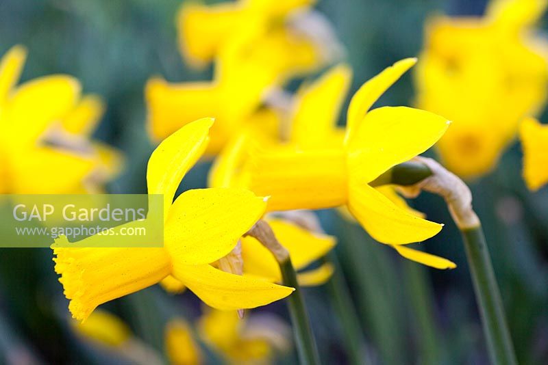 Narcissus 'The Alliance' 6