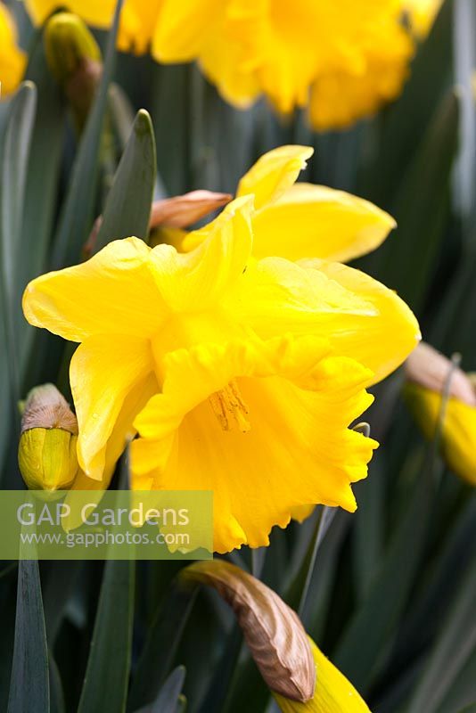 Narcissus pseudonarcissus 'Dutch Master' 1