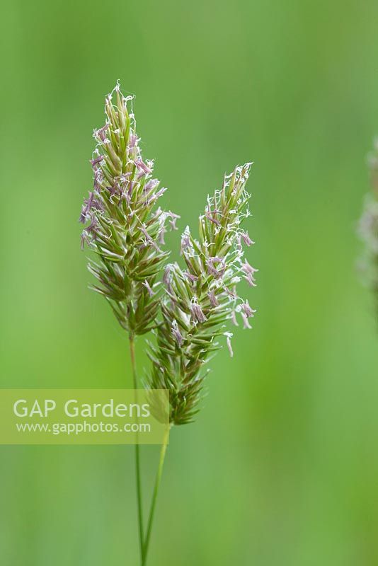 Anthoxanthum odoratum, Sweet vernal grass.