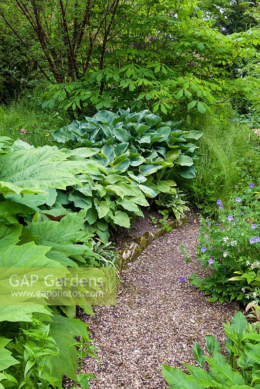 Gravel pathway leading around edge of pond. Damp-loving plants such as Rheum palmatum, red buckeye - Aesculus pavia and various hostas mingle with hardy geraniums and wild grasses in this sheltered part of the garden.
