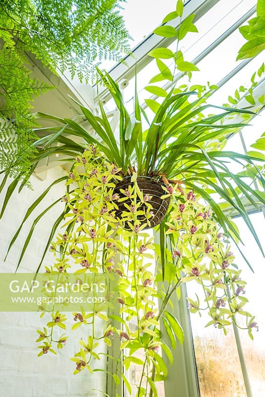 Pendulous cymbidium orchid in hanging basket in conservatory.