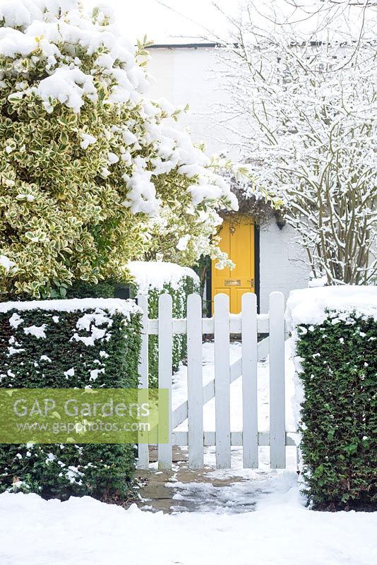 White picket gate in yew hedge. Cottage with yellow front door. Euonymus fortunei 'Silver Queen'.