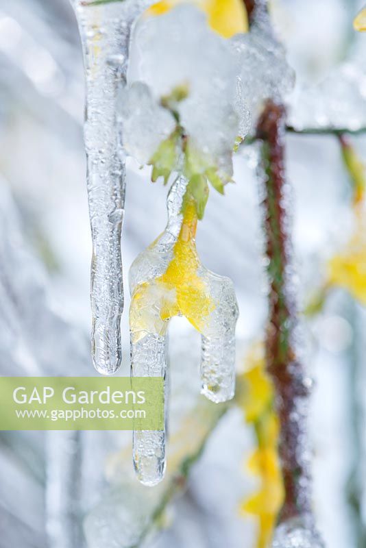 Jasminum nudiflorum flowers enveloped in icicles.