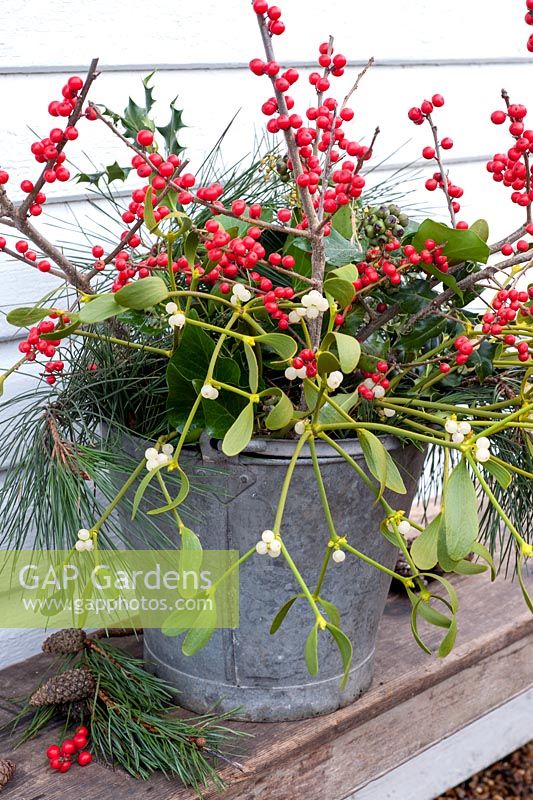 Christmas foliage in metal bucket - Ilex vertillata, Viscum album, hedera and pine