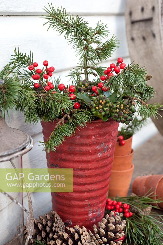 Ilex vertillata - Winterberry Holly with pine and ivy flowers in red pot