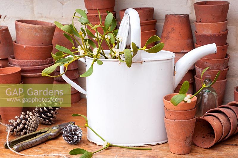 Viscum album - Mistletoe in white watering can in potting shed