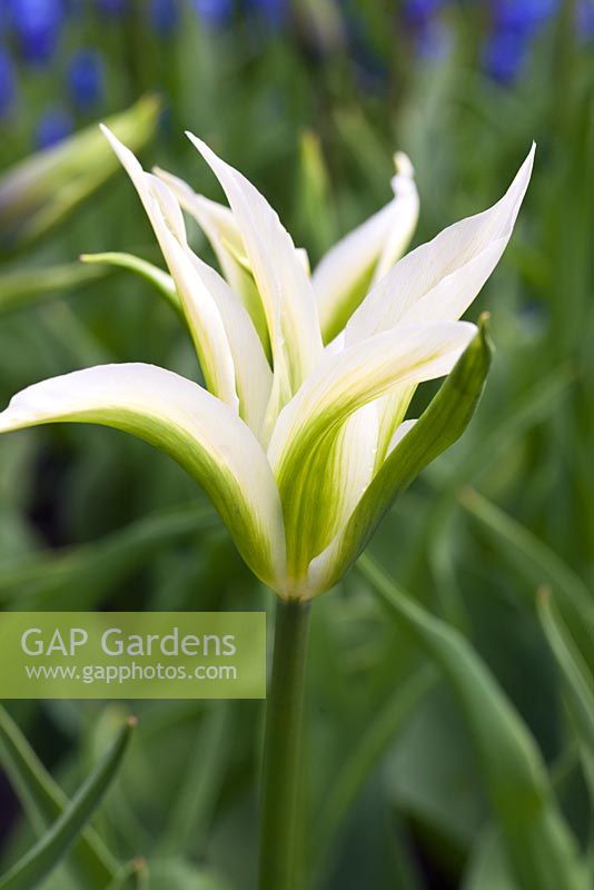 Tulipa 'greenstar' (6)/(8) 