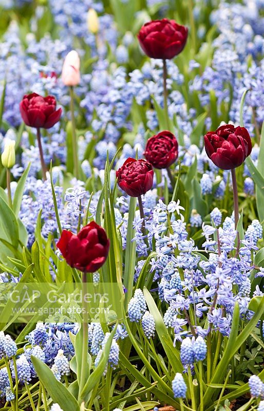 Hyacinthus orientalis 'blue festival', muscari aucheri 'ocean magic' and tulipa 'uncle tom' in mixed spring border 
