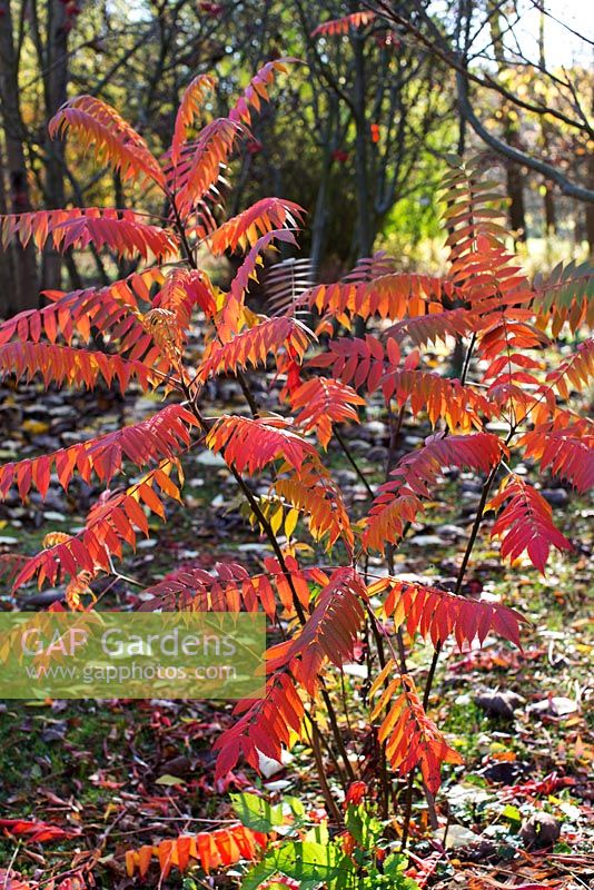 Rhus tree in autumn - young plant