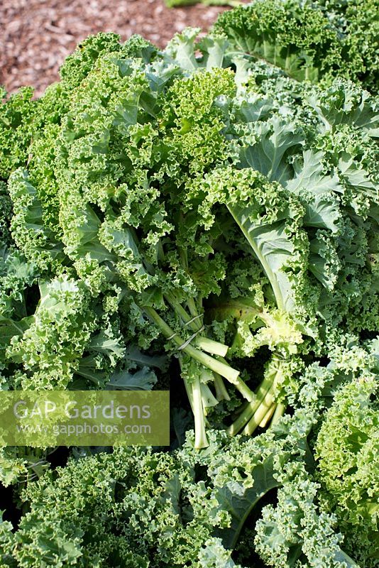 Brassica - Curly Kale