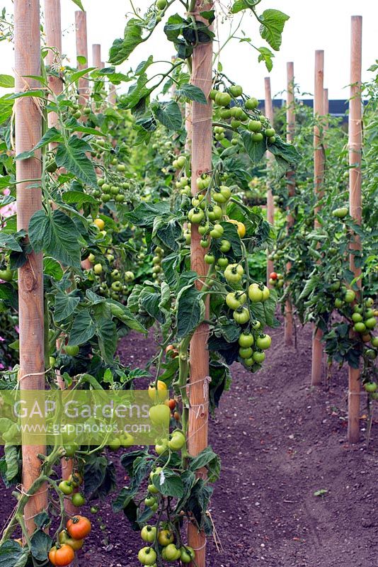 Tomato climbing 'Matilda' on wooden pole for support