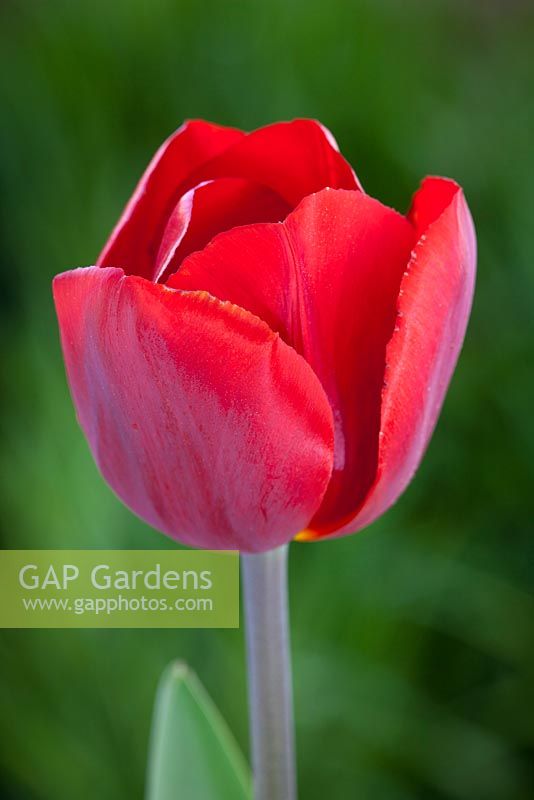 Tulipa 'Tambour Maitre'