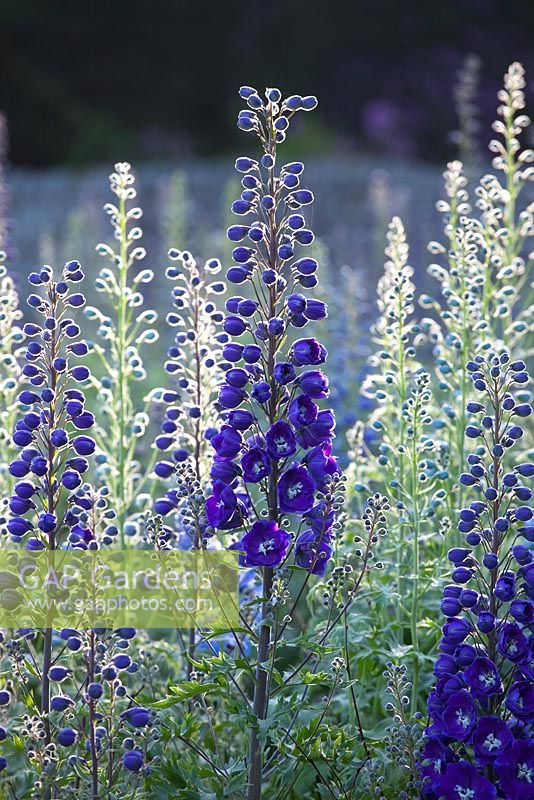 Early morning sun backlighting delphiniums