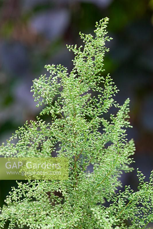 Artemisia capillaris. Oriental wormwood