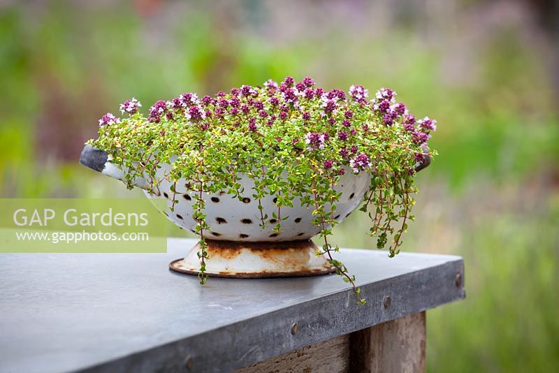 Thyme grown in a recycled sieve. Thymus