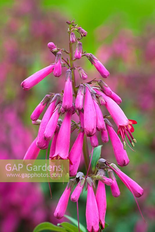 Phygelius capensis - Cape Fuchsia 'Candydrops Deep Rose'. 