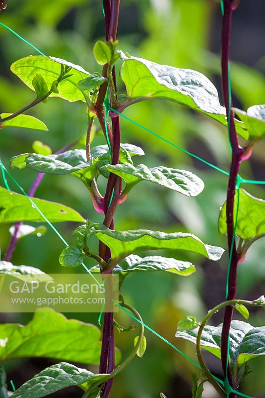 Basella rubra - Red Malabar Spinach