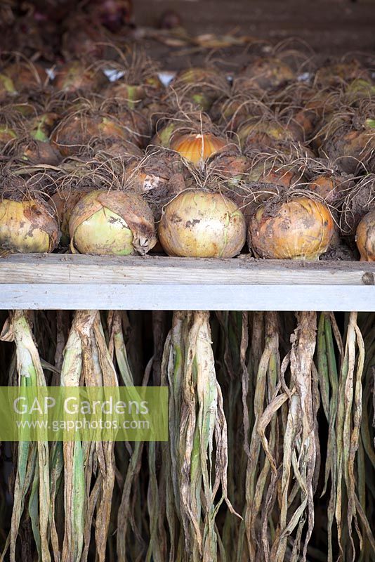 Onion 'Hytech' being dried and stored in drying racks at Rousham House