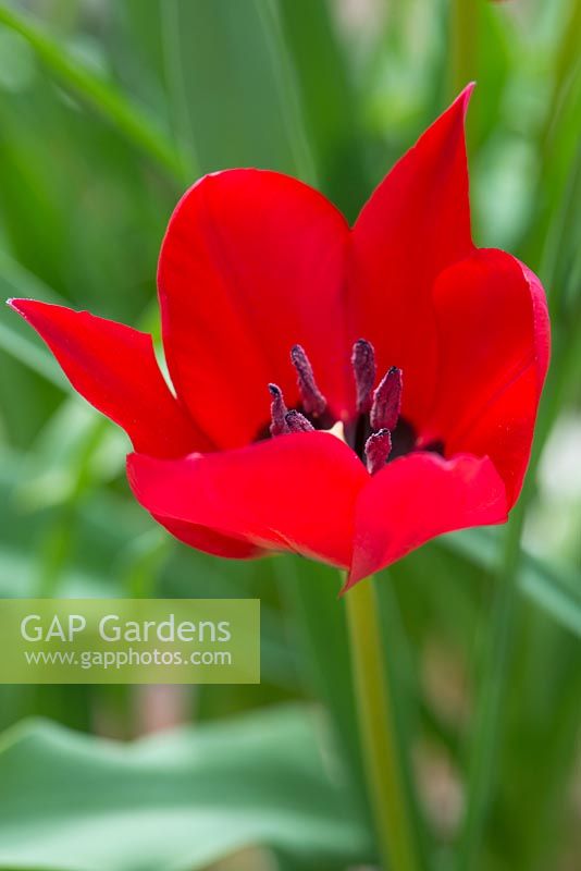 Tulipa stapfii