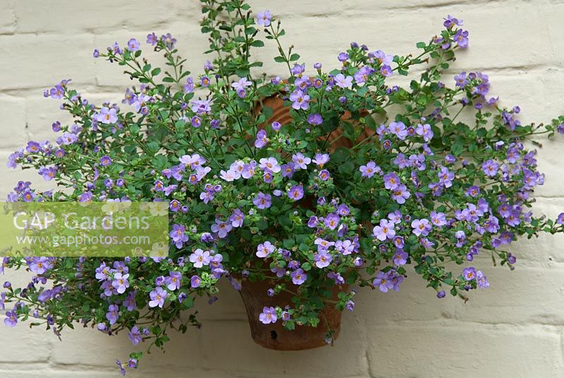 Bacopa 'Cabana Trailing Blue' in terracotta container on painted wall - Open Gardens Day 2013, Brundish, Suffolk