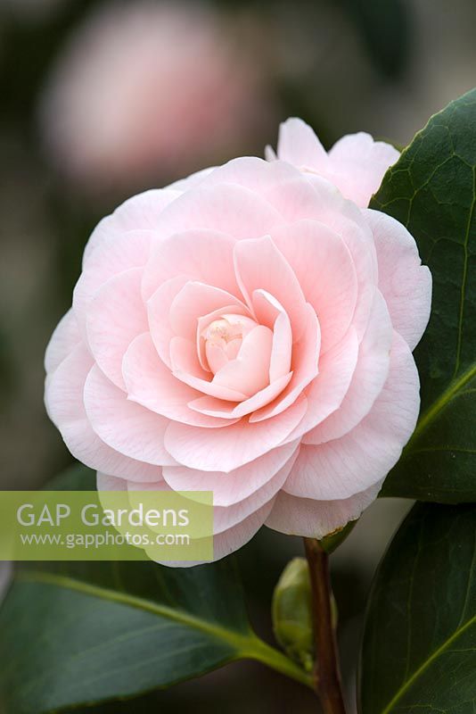 Camellia japonica 'Ave Maria' AGM