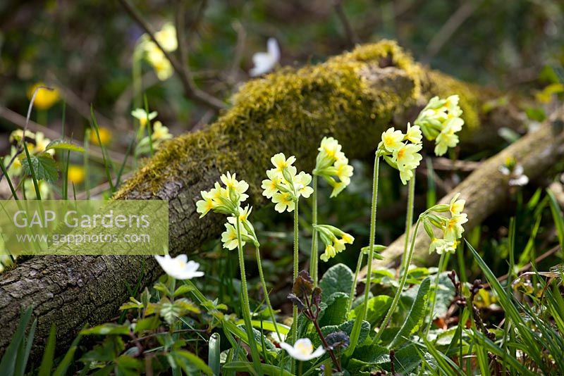Oxlips, celandine and wood anemones. Primula elatior, Anemone nemorosa