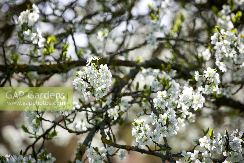 Prunus domestica - Damson Plum tree in blossom. 