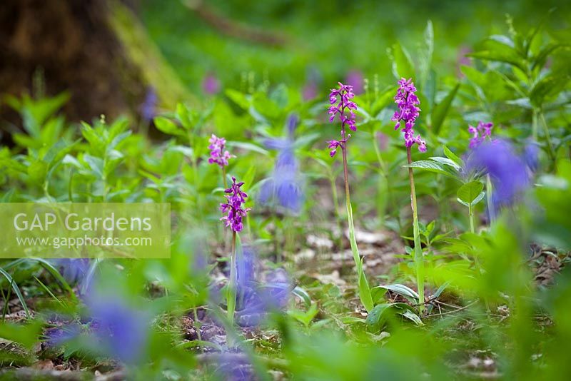 Early Purple Orchid growing with bluebells in a wood. Orchis mascula