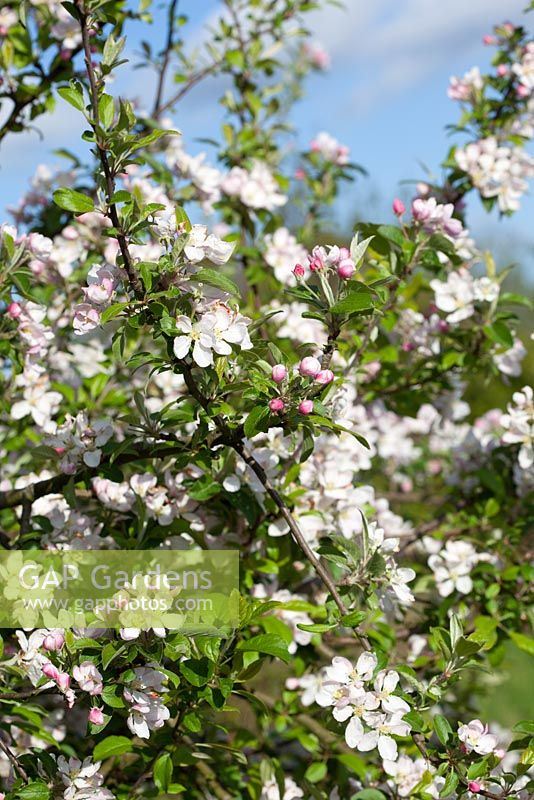 Malus sylvestris - Native Crab Apple in blossom. 