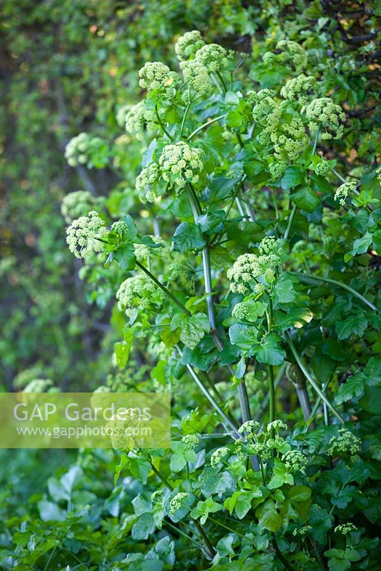 Smyrnium olusatrum. Alexanders growing by a country lane. 