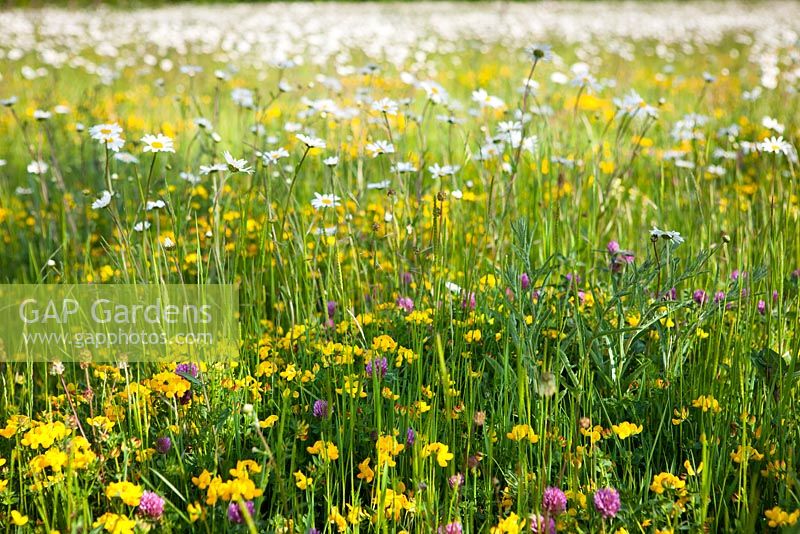 Ox eye daisies, Red clover and Bird's foot trefoil in the Wild Flower meadow. Leucanthemum vulgare, Trifolium pratense, Lotus corniculatus
