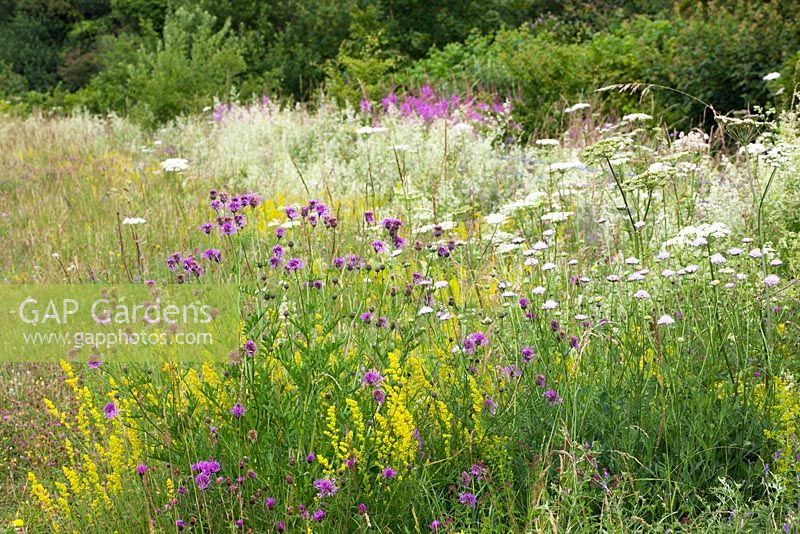 Greater Knapweed, Ladyâ€™s Bedstraw, Hogweed, Hedge Bedstraw and Field Scabious at Magdalen Hill Down Butterfly Nature Reserve. Centaurea scabiosa, Galium verum, Heracleum sphondylium, Galium mollugo, Knautia arvensis