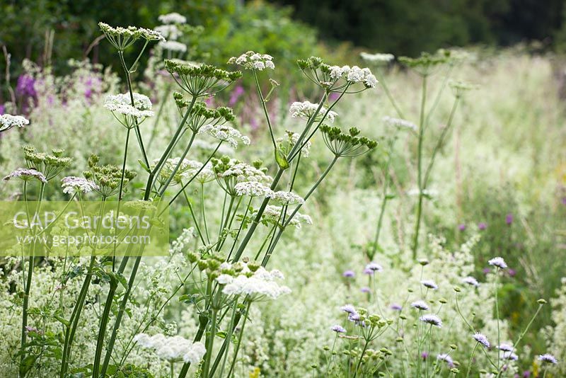 Heracleum sphondylium, Galium mollugo, Knautia arvensis - Hogweed with Hedge Bedstraw and Field Scabious at Magdalen Hill Down Butterfly Nature Reserve. 