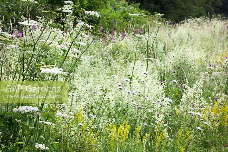 Hogweed with Hedge Bedstraw and Field Scabious at Magdalen Hill Down Butterfly Nature Reserve. Heracleum sphondylium, Galium mollugo, Knautia arvensis