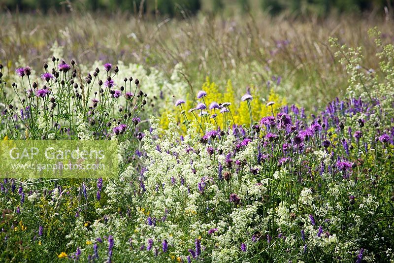 The meadow at Magdalen Hill Down Butterfly Nature Reserve with Greater Knapweed, Field Scabious, Hedge and Lady's Bedstraw and Tufted Vetch. Centaurea scabiosa, Knautia arvensis, Galium mollugo, Galium verum, Vicia cracca