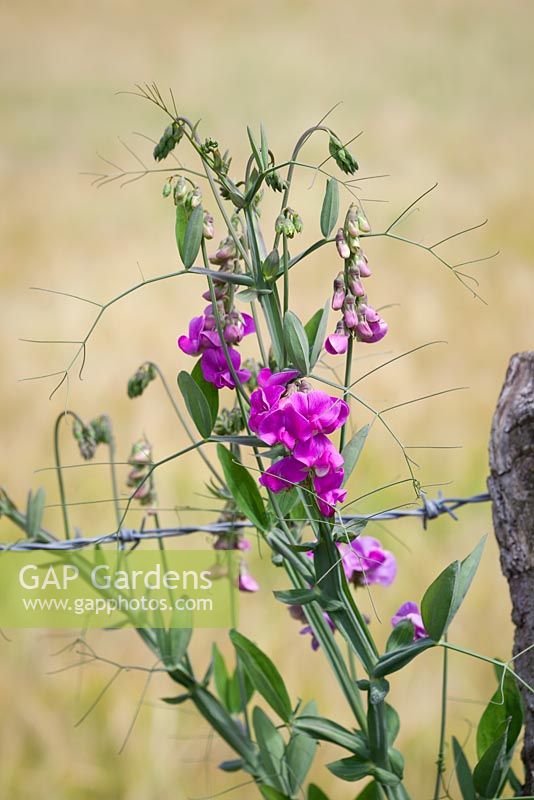 Lathyrus latifolius - Everlasting Pea growing wild by a barbed wire fence 