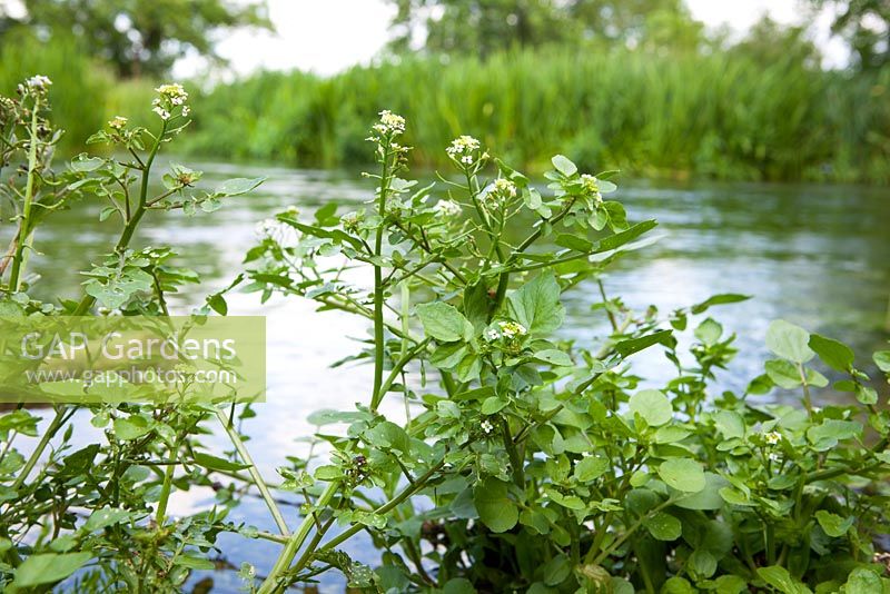 Rorippa nasturtium-aquaticum agg. Watercress growing by a river. 