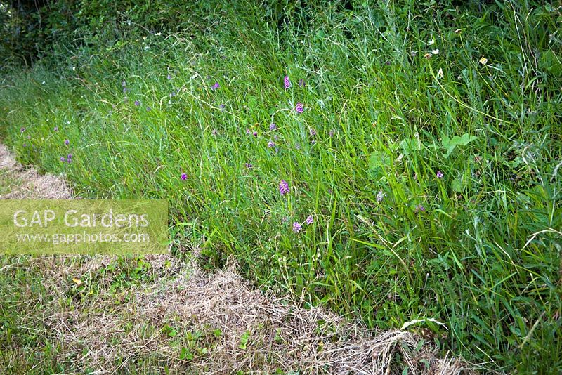 Anacamptis pyramidalis. Showing where a roadside verge has been cut and so damaged an orchid population. Pyramidal Orchid. 