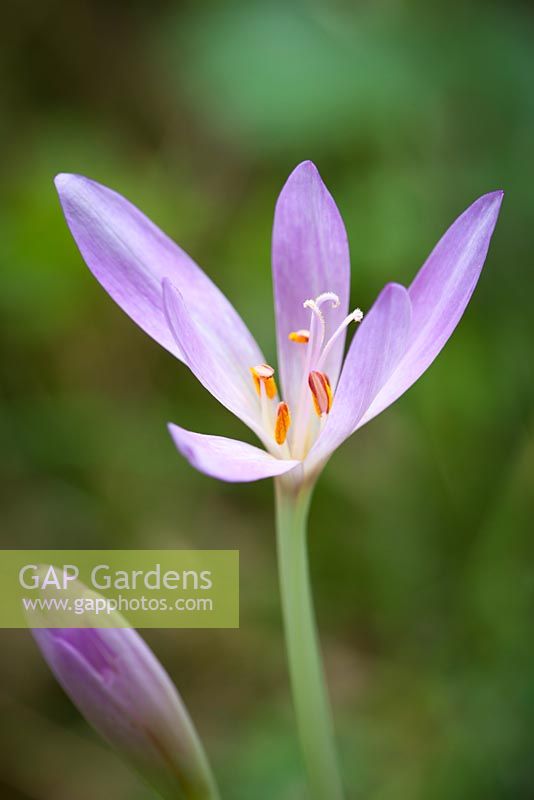 Colchicum autumnale. Autumn Crocus, Meadow Saffron, Naked Lady growing wild in a wood in Gloucestershire. 