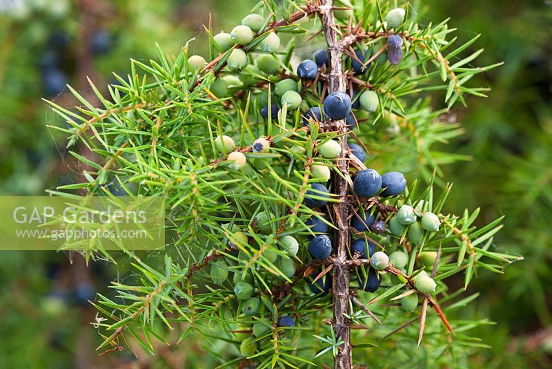 Juniperus communis. Common Juniper berries. 
