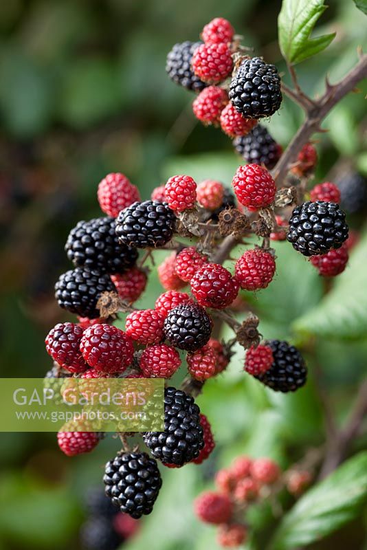  Rubus fruticosus - Blackberries growing wild in an autumn hedgerow. Blackberry, Bramble.