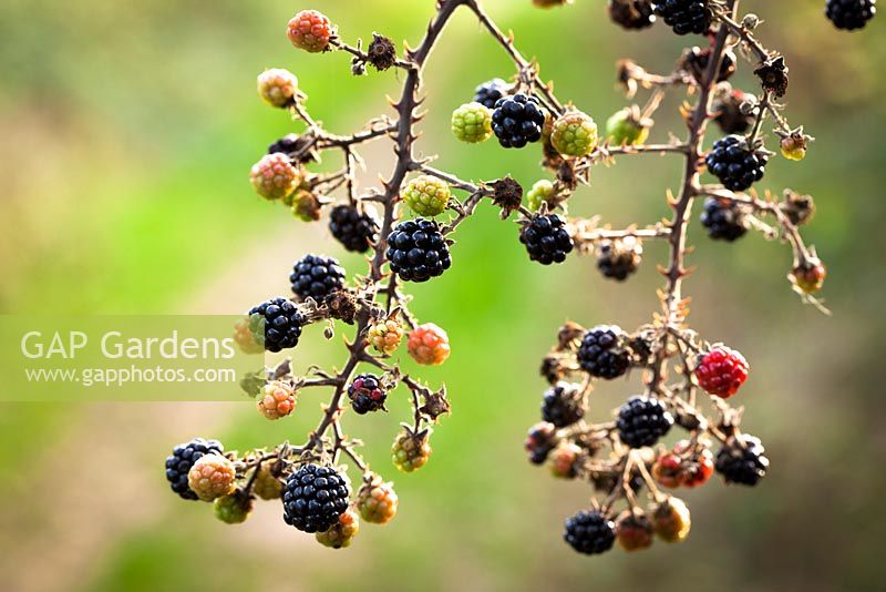Rubus fruticosus - Blackberries growing wild in an autumn hedgerow. Blackberry, Bramble. 