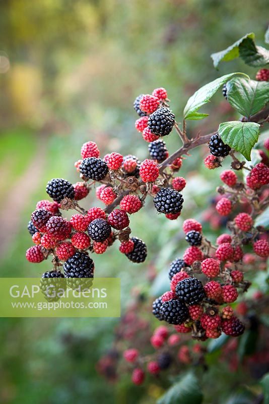 Blackberries growing wild in an autumn hedgerow. Blackberry, Bramble. Rubus fruticosus