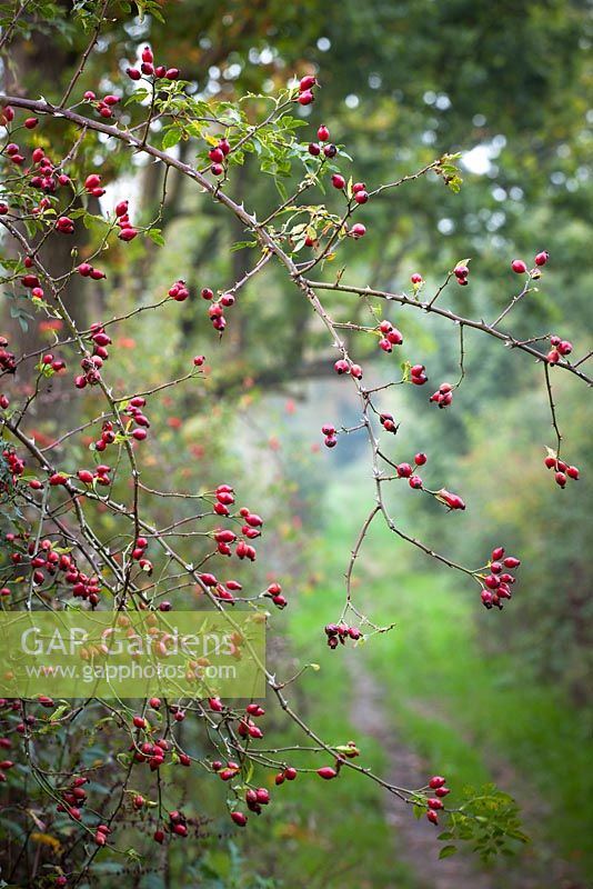Rosehips growing in an autumn hedgerow by a lane. Rosa